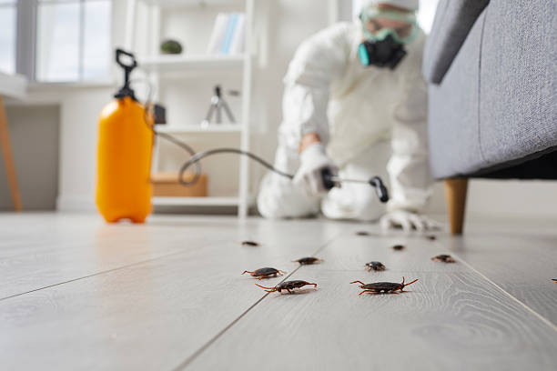 Affordable Termite Control solutions in Gold Beach, OR